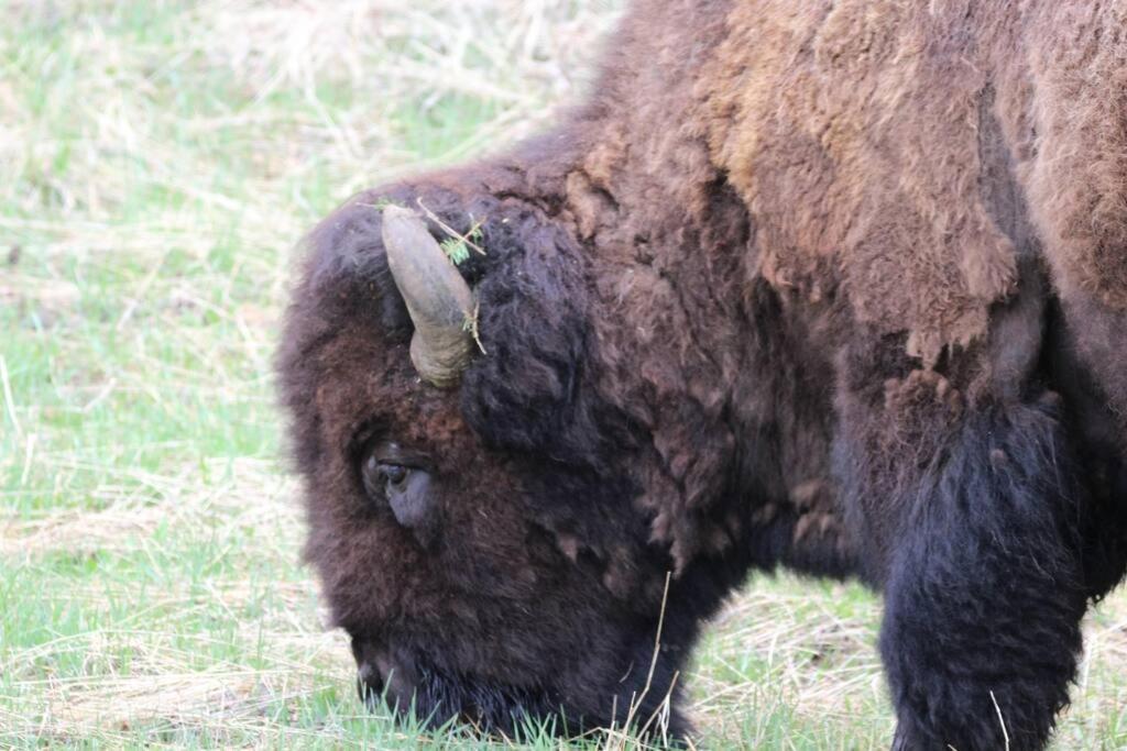 Bison Lodge - Lg Home - 2 Bedrooms - Less Than 5 Miles To Yellowstone North Entrance, Sleeps Up To 8 جاردينر المظهر الخارجي الصورة