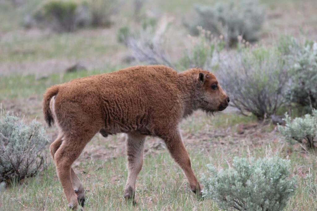 Large Home Less Than 5 Miles To Yellowstone North Entrance, Sleeps Up To 8 جاردينر المظهر الخارجي الصورة