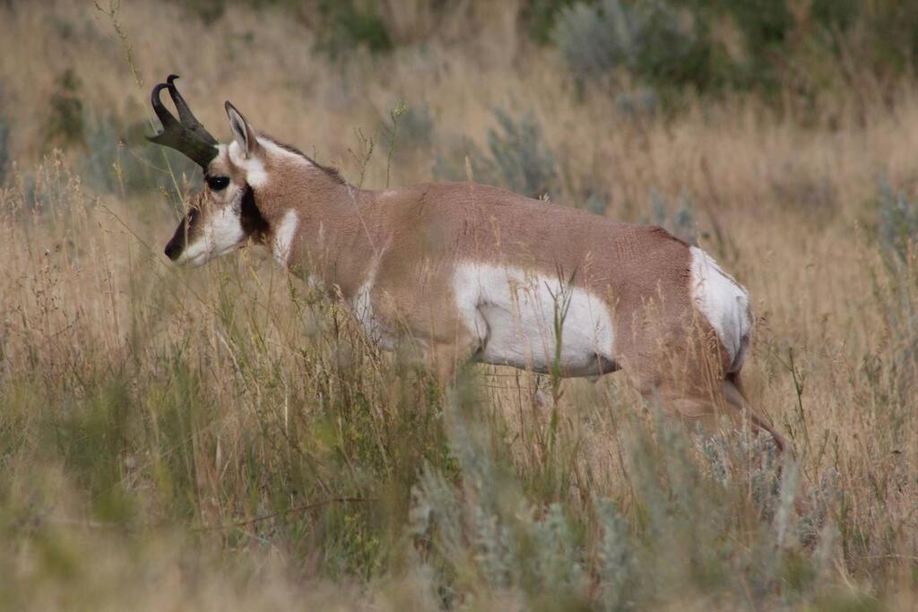 Large Home Less Than 5 Miles To Yellowstone North Entrance, Sleeps Up To 8 جاردينر المظهر الخارجي الصورة