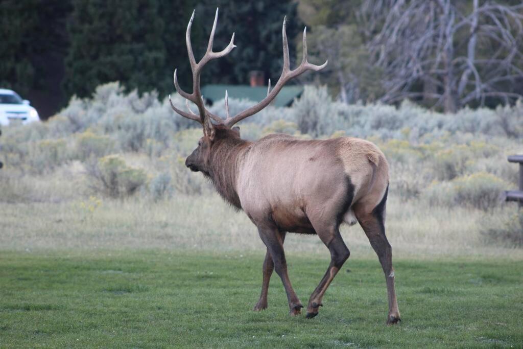 Bison Lodge - Lg Home - 2 Bedrooms - Less Than 5 Miles To Yellowstone North Entrance, Sleeps Up To 8 جاردينر المظهر الخارجي الصورة